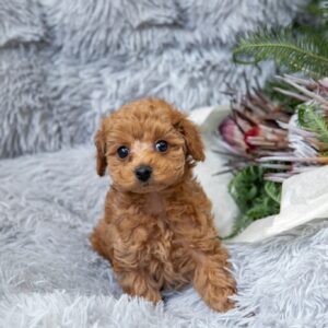 くぅbaby三男♡綺麗なアプリの男の子♪ 栃木県S様御成約ありがとうございました✨