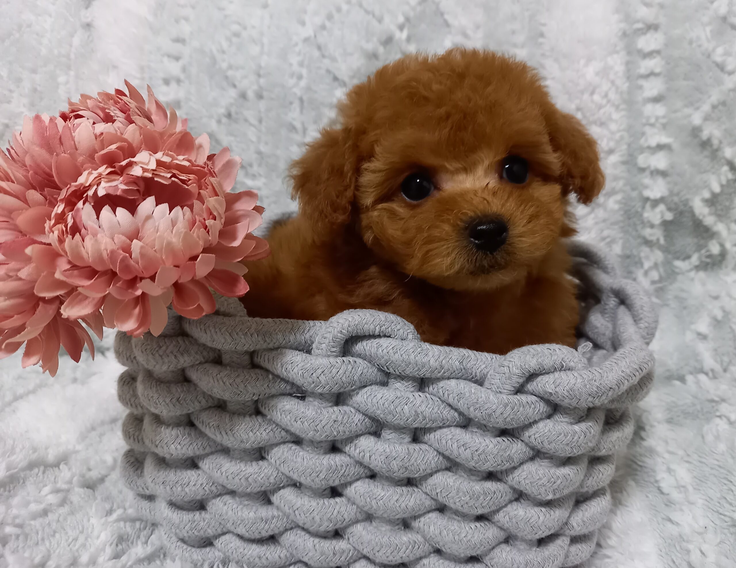 ゆめbaby次女♡マズル短めちびっ子の女の子♪佐賀県T様ご予約いただきました✨