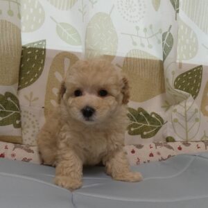 おと♡とのbaby四男☆身体がぎゅっと詰まった男の子♪