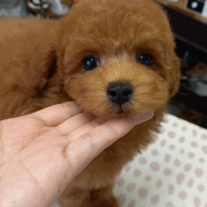 ゆめ♡もんBaby次男♡綺麗なレッドのイケメンくん♪