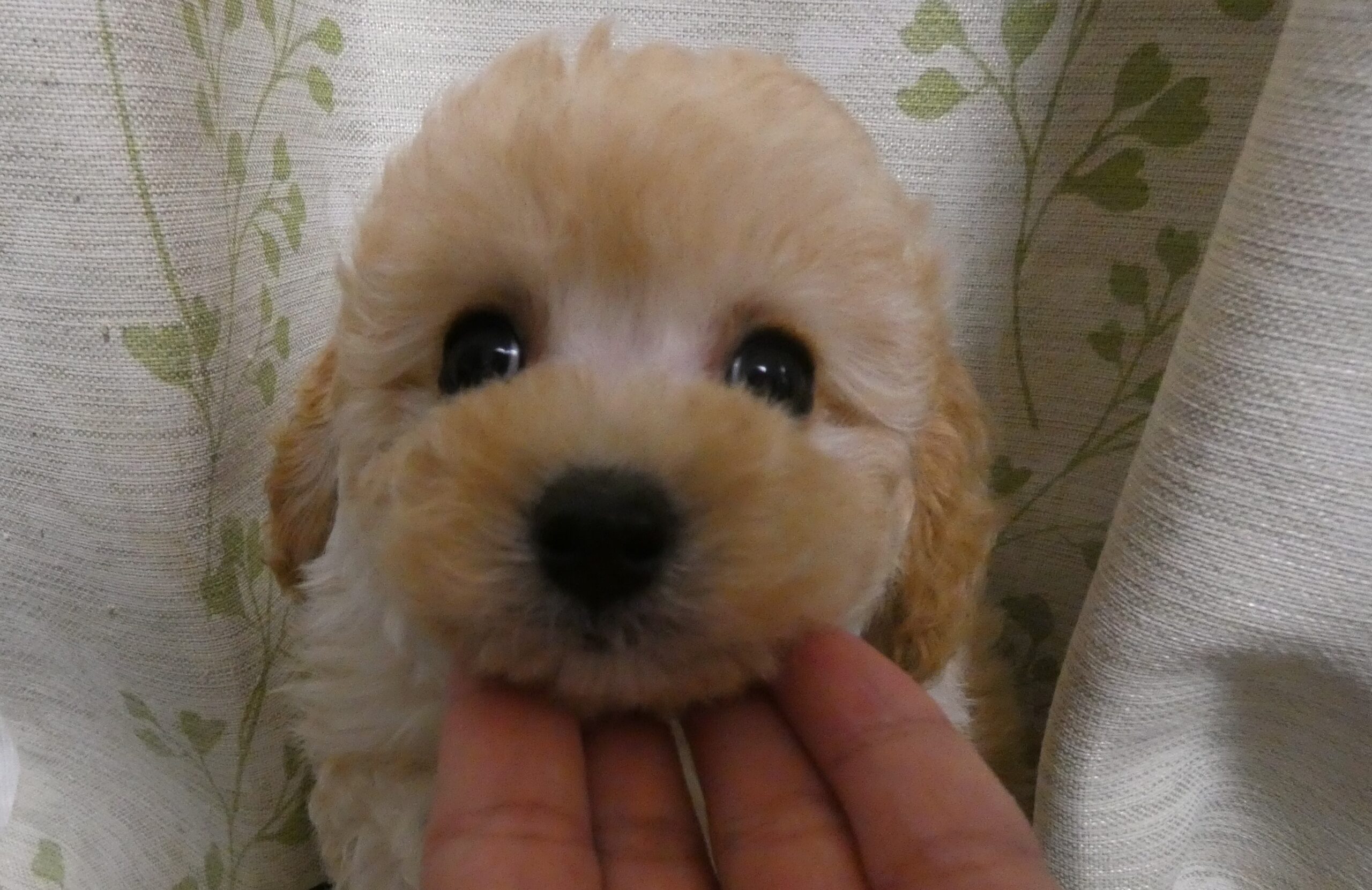 にこ♡とのＢａｂｙ長男☆おめめクリクリな美男子くん♪