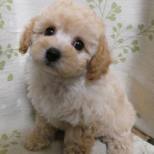 にこ♡とのＢａｂｙ長男☆おめめクリクリな美男子くん♪