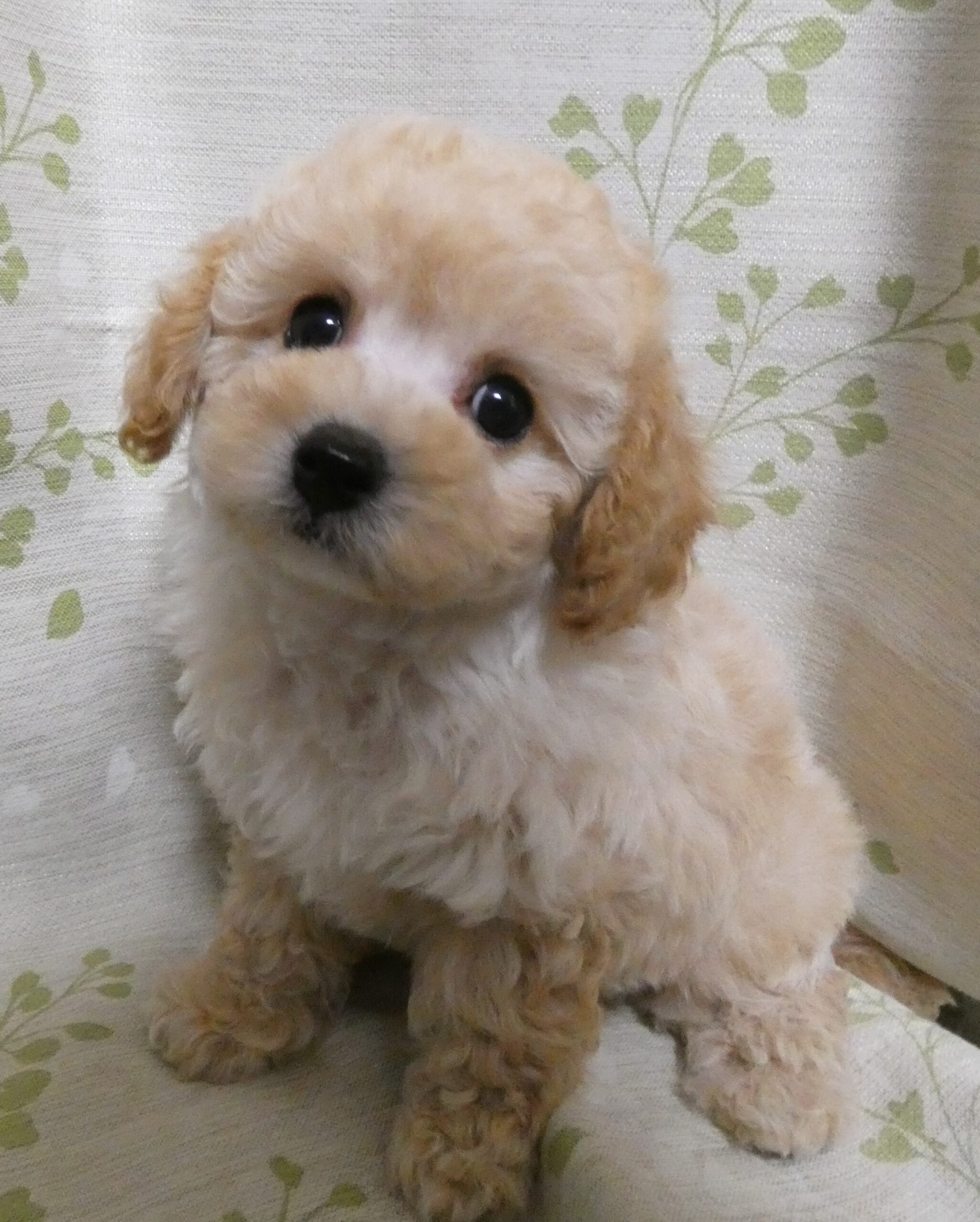にこ♡とのＢａｂｙ長男☆おめめクリクリな美男子くん♪