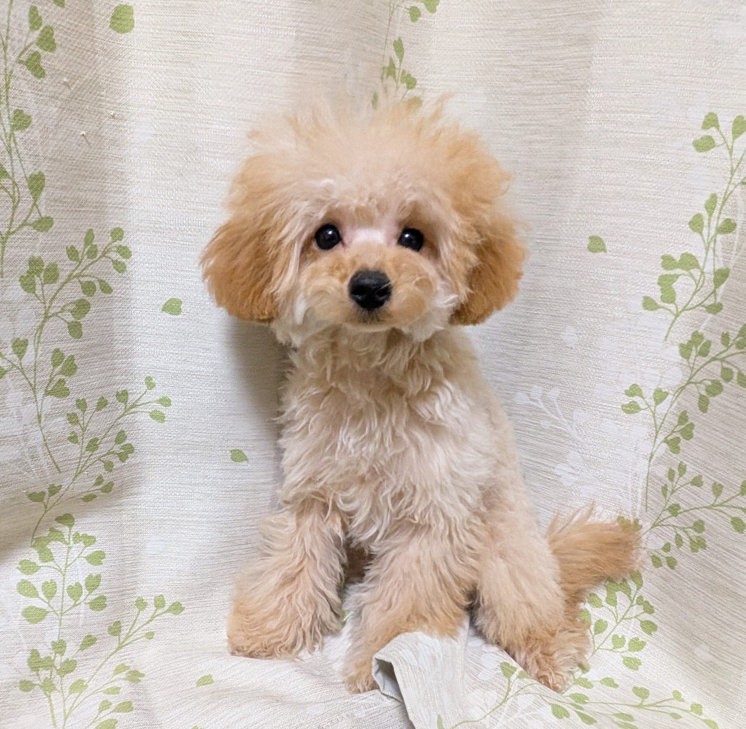 みぅ♡もんBaby次男☆ママ似のたれ目で穏やかな男の子♪