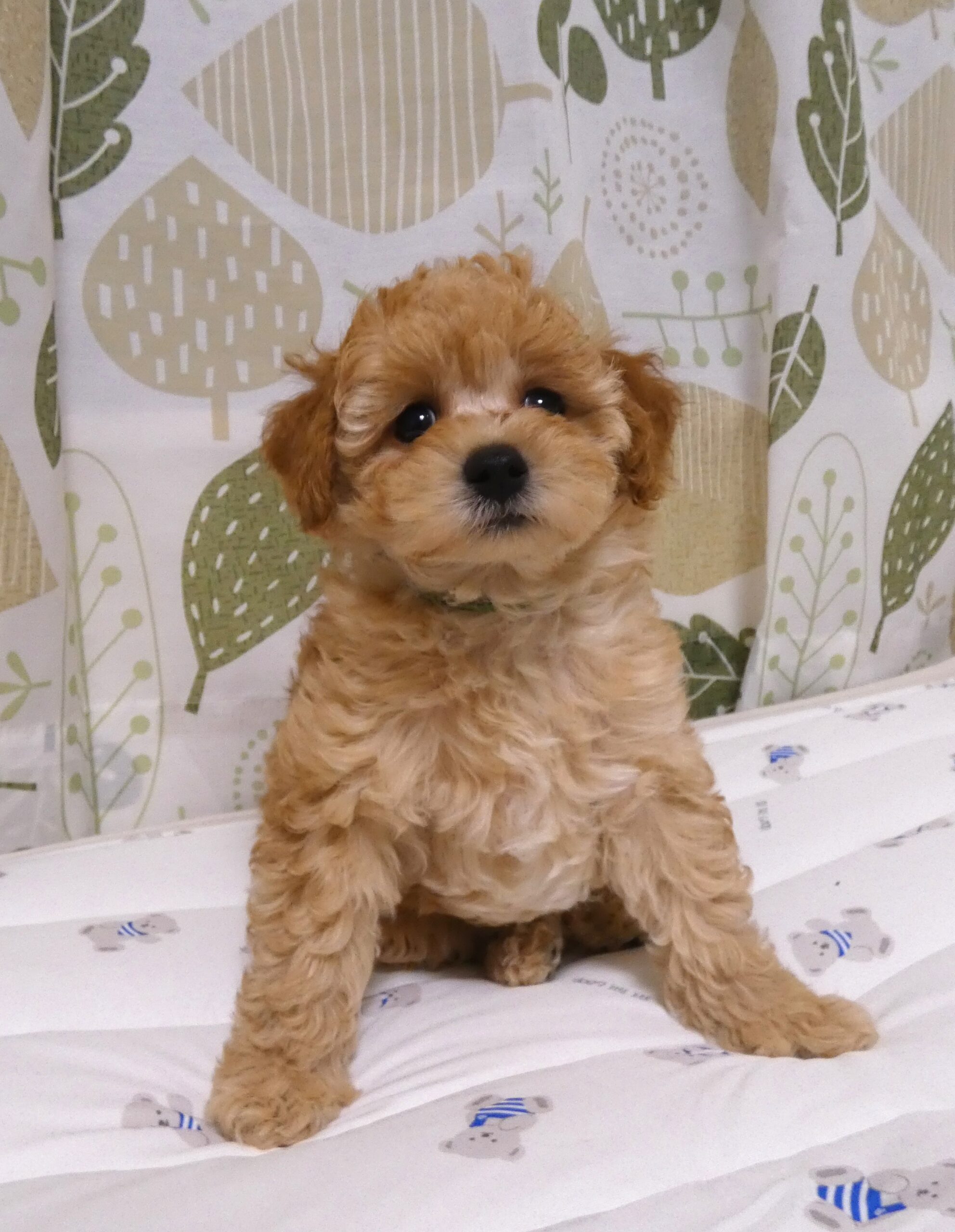 みぅ♡もんBaby長男☆おめめクリクリパパ似の男の子♪