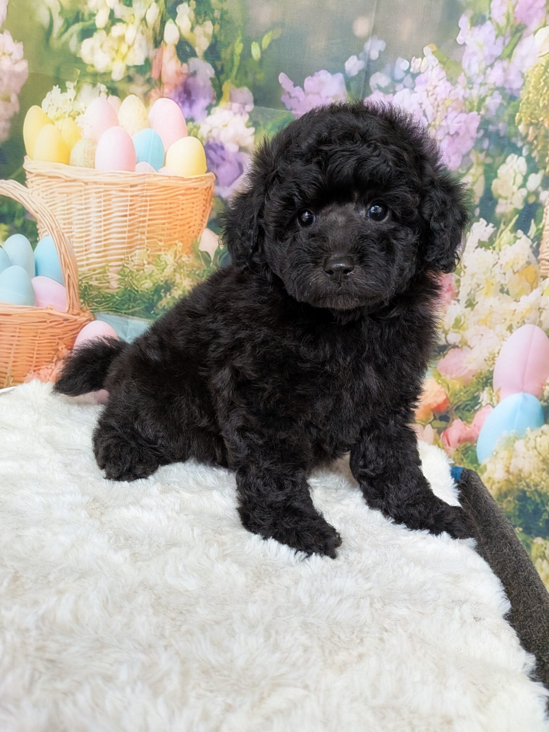 おと♡とのBaby長女☆爆毛！明るく可愛い女の子♪