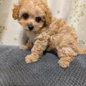 にこ♡もんBaby長男☆プレミアム級の美男子くん♪栃木県A様ご予約いただきました✨