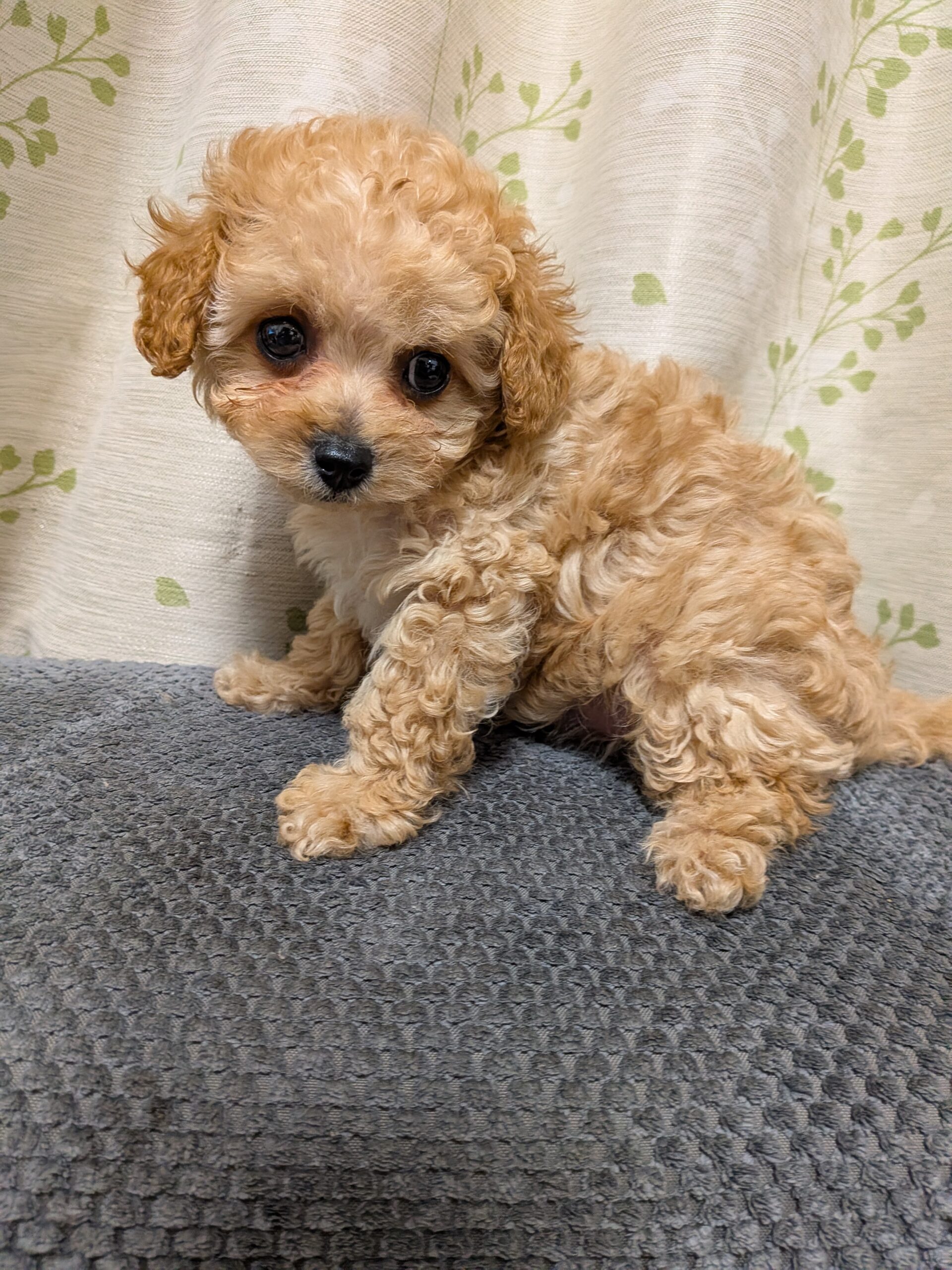 にこ♡もんBaby長男☆プレミアム級の美男子くん♪栃木県A様ご予約いただきました✨